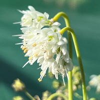 Allium cernuum 'White Dwarf'